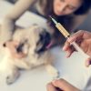 Animal bites, tetanus vaccination